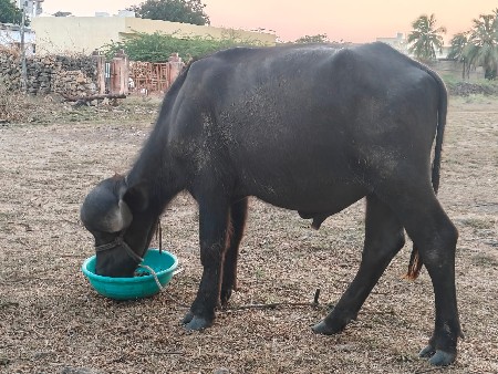 3 pada vechvana chhe