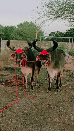 શ્રીજી ધર્મરાજ્ય ભારત છે ફુલ જવાબ