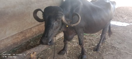 ભેંસ વેચવાની છે