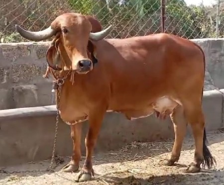 ગાય વેચવાની છે