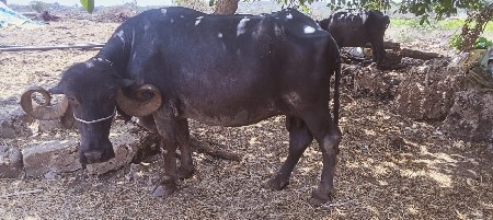 વેસવાની છે