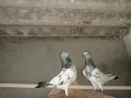 kabootar Vishwana che