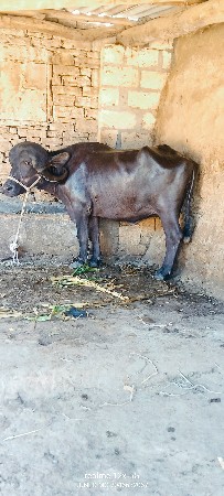 थंबनेल 4