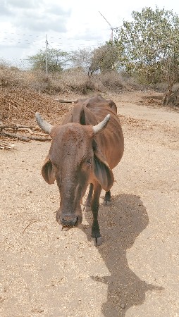 થંબનેલ 3