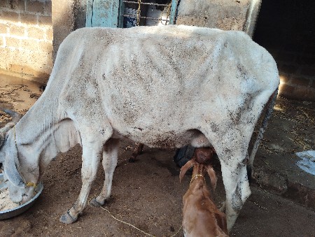 વેધર છે બે બે લીટર દૂધ છે