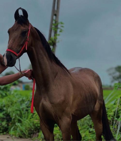 ધોડી વેસવાની છે હાલે છે 30/35 કુદરતી નથી