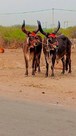 थंबनेल 3