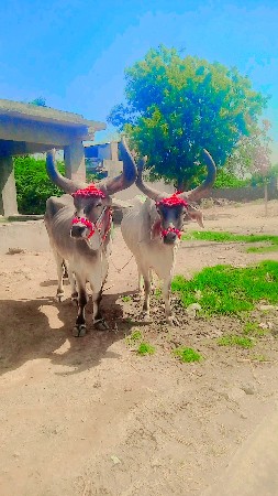 કિંમત 17000