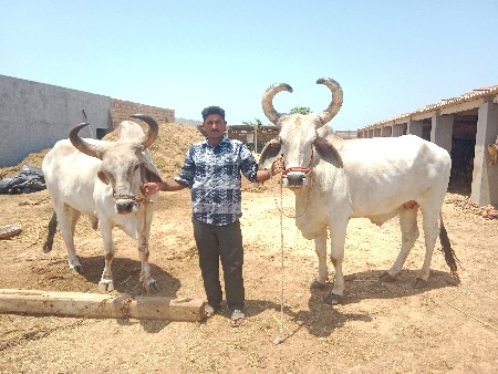 બળદ ની જોડે વેચવાની છે બધી જવાબદાર