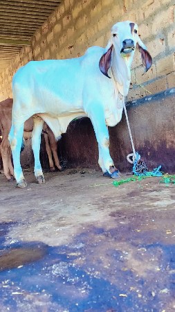 થંબનેલ 2