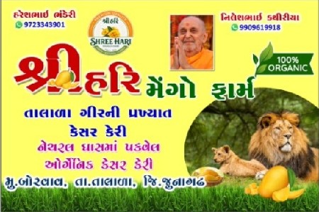 હોલસેલ ભાવ થી કેશર કેરી માલસે