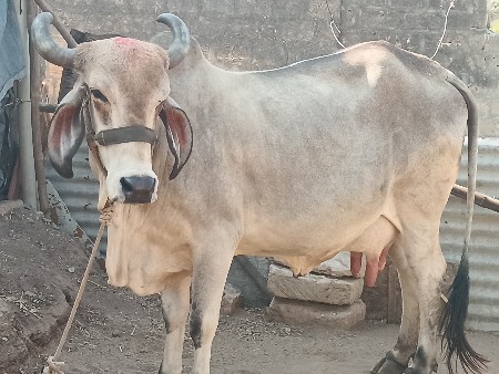 ગાય વેચવાની છે