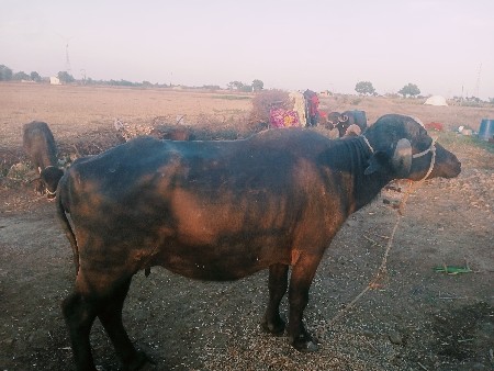 વેસવાની સે એક ભેસ