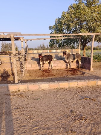 લેવા આવે એને ફોન કરું