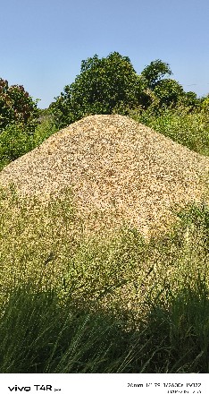 ધવનુ કોળ