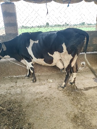 थंबनेल 2