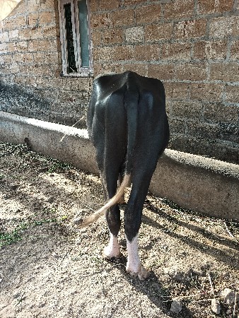 ભગરો પાડો નવ ચદરો  વેચવાનો છે.