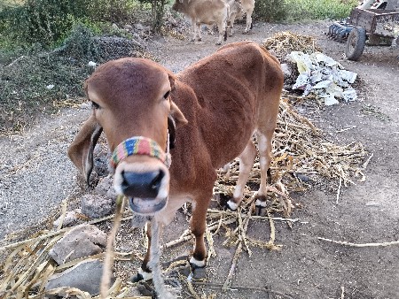 ગોધલો વેચવાનો છે