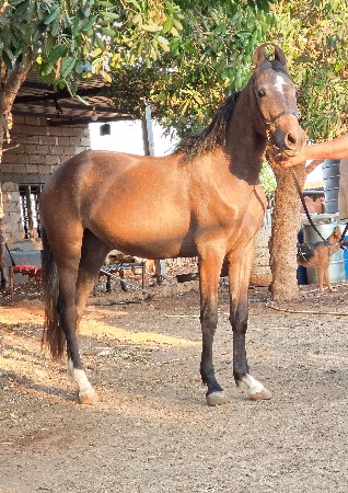 કાઠીયાવાડી વશેરી વેચવાની છે