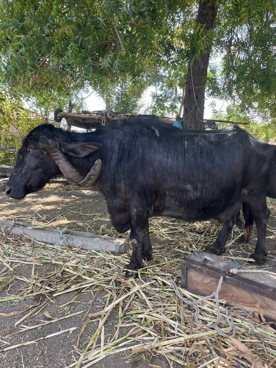 થંબનેલ 2