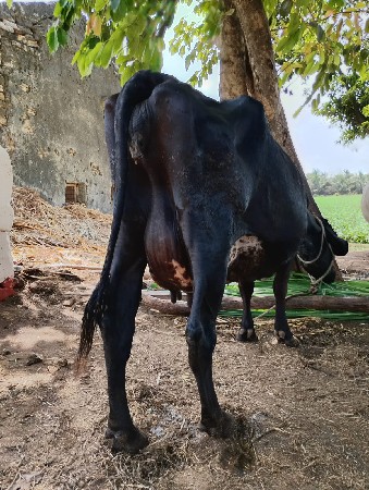 થંબનેલ 3