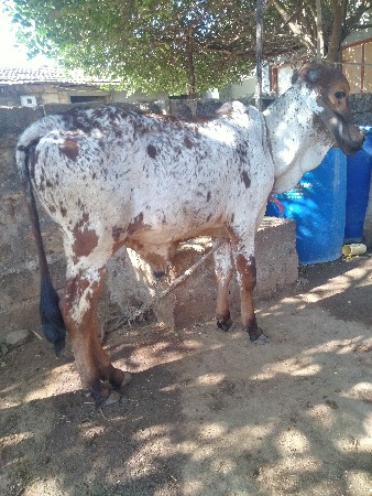 ગીર વાછડો દેવાનો છે