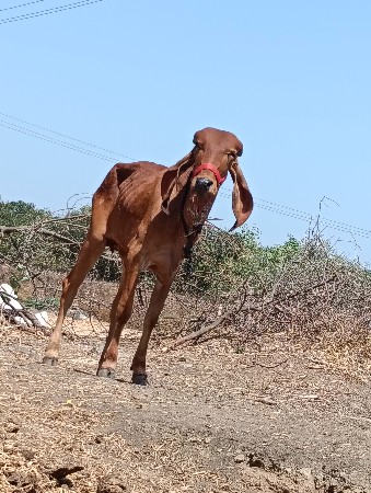 વેચવાની છે