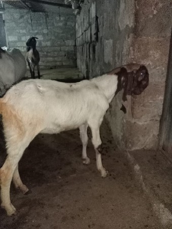 રાજસ્થાની તોતા પૂરી