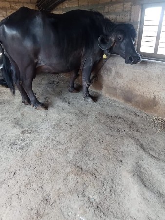 ભેંશ વેચવાની છે