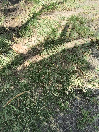 એક મીના દિવસનો બકરો છે