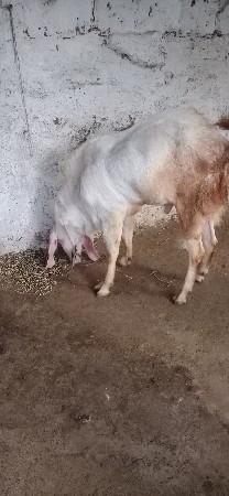 બકરો ગુલાબી દેવાનો છે