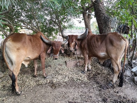 બળદ વેચવા ના છે
