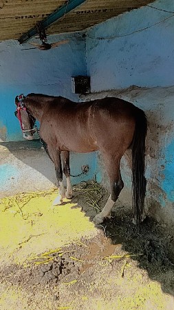 ઘોડી લેવાની છે