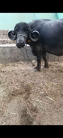 bhes vesavani 8 mahino ghabhani