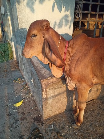 थंबनेल 3