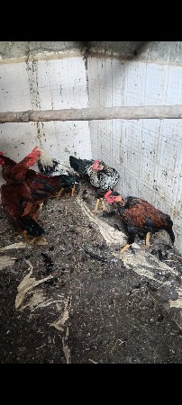 थंबनेल 3