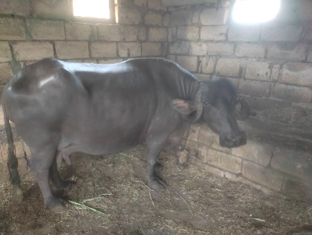 ભેસ વેસવાની સે