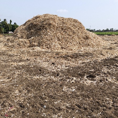 લસણ ના પાદડા