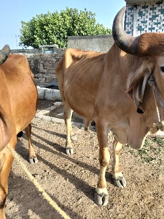 વેચવાના છે