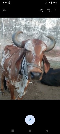 ગીર પાસર ગાય વેશવાની સે
