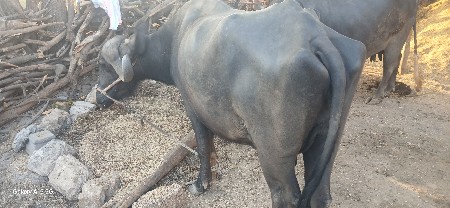 थंबनेल 2