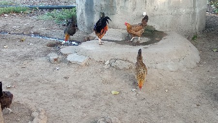 थंबनेल 2