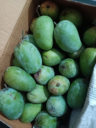 કેસર કેરી - ડાયરેક્ટ ફાર્મ માથી