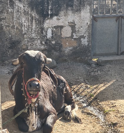 थंबनेल 2