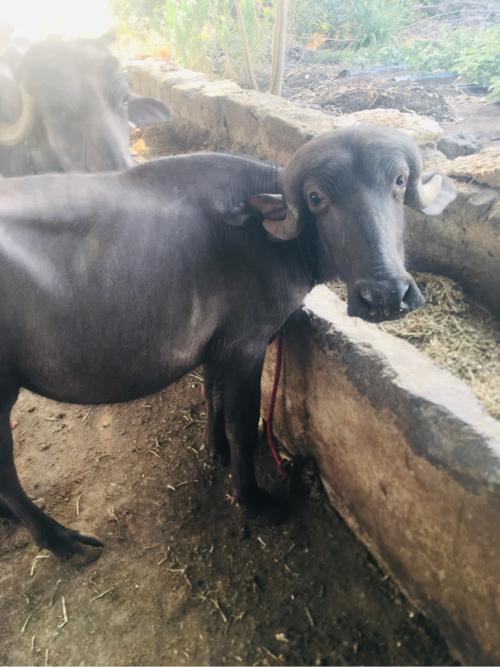 थंबनेल 2