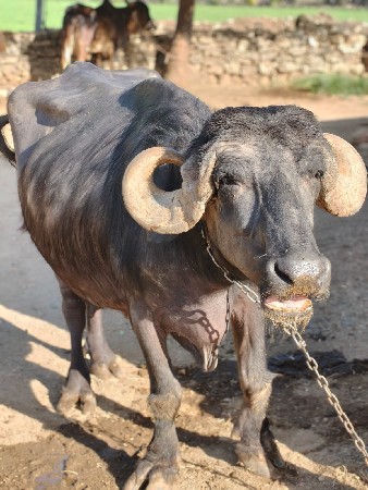 જાફરાબાદી