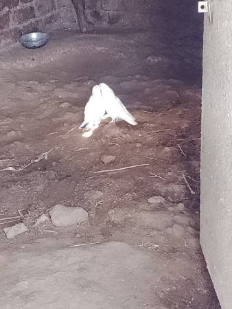 કબુતર વેશવાના છે