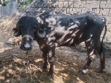 ખડેલી વેચવાની છે