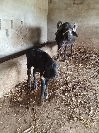 વેતર માં 4