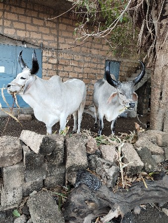 બળદ વેચવાનાછે